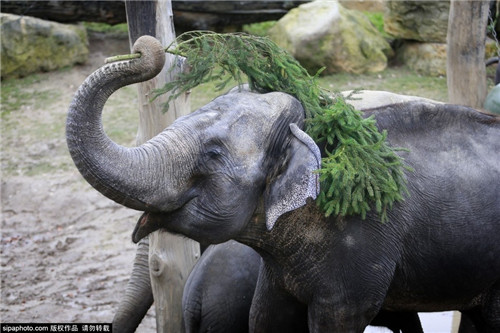 320名圣诞老人整体冲浪？八一八圣诞节奇闻趣事