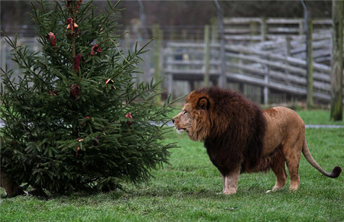 320名圣诞老人整体冲浪？八一八圣诞节奇闻趣事